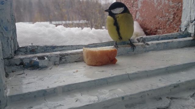 Синички