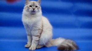 Невский маскарадный котенок серебряного окраса