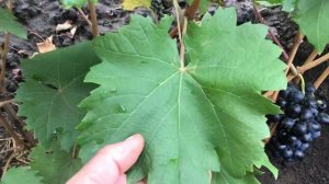 Мой виноград. Сорт Молдова или нет?