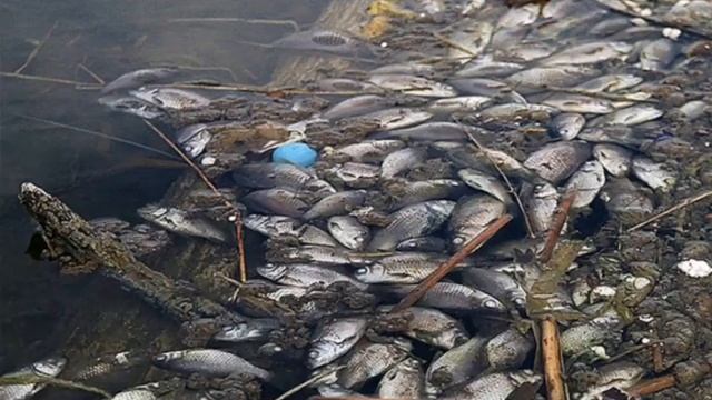 Ужас который творится не первый год Астрахань смотреть онлайн