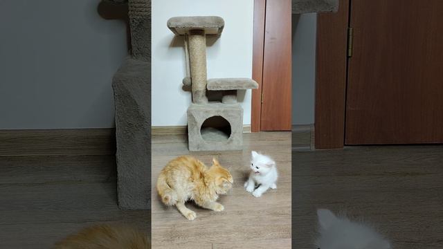 Первая встреча котенка Лизы с котенком Мией. Часть 1.