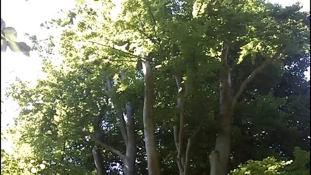 Johannes Fritz: Bad Schwalbach-Fischbach: Kutschfahrt / horse carriage (2) mit Bernhard van Zanten смотреть онлайн