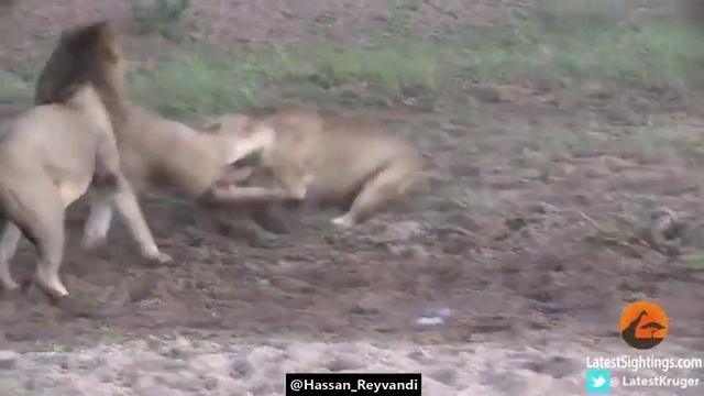 Львы и буйвол1
