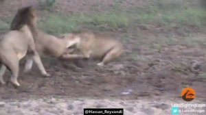 Львы и буйвол1