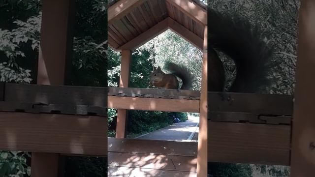 Как кушает белка. Покажите детям. смотреть онлайн