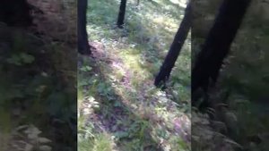 Ищем грибы Иркутск!!!!!!!))))