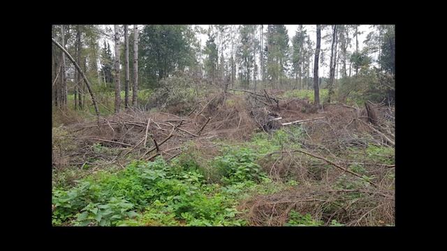 Вырубка леса в Рузском районе смотреть онлайн