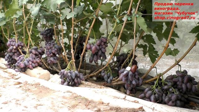 Виноград Алвика- самая крупная гроздь и ягода на участке