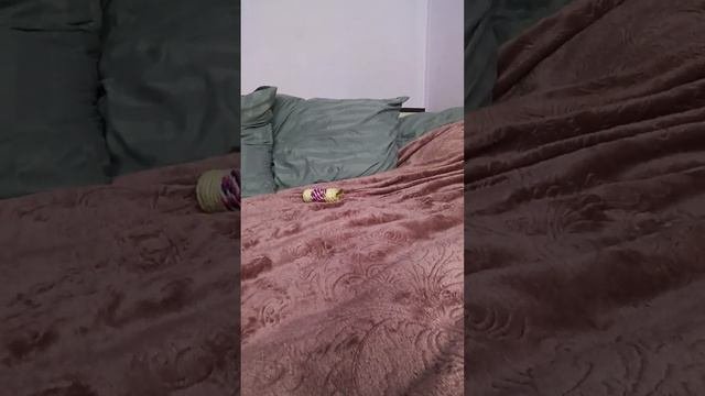 Мишка енот #ямыилюша #помощьбездомнымживотным #raccoon #анапа #reels #море #енотики