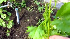 Минимальное расстояние между побегами винограда