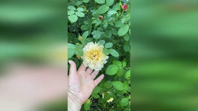 Подмосковные сорта роз смотреть онлайн