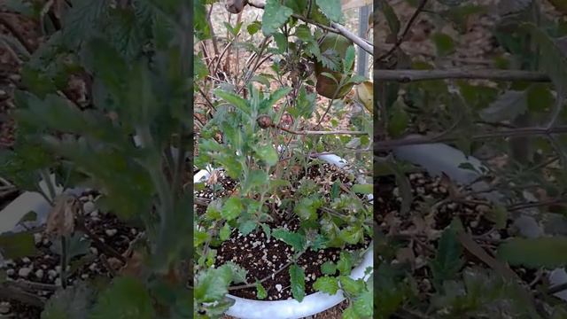 봄을 알리는 아이들(명자나무, 앵두나무, 버베나, 뱀무, 무스카리, 튜울립, 겹매화, 작약) смотреть онлайн