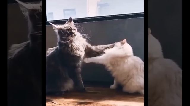 большой королевский кот смотреть онлайн