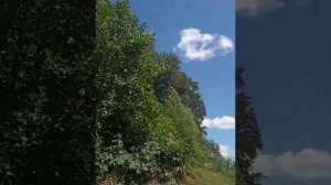 В чем основная польза меда и, что в нем содержится?