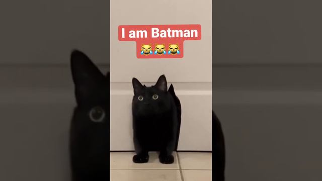 Съемки кота!кот и мышь! I am Batman! #животные #смешныекошки #приколы #animals #cat #animals