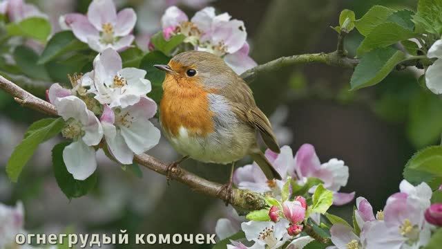 Будет ласковый дождь...