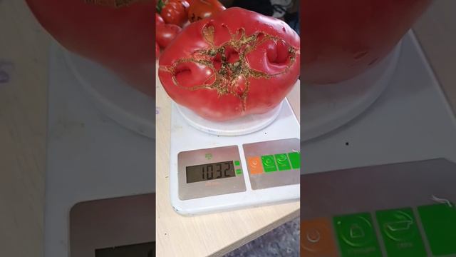 ОЧЕРЕДНОЙ ТОМАТ ГИГАНТ.👍 НЕМЕЦКИЙ РОЗОВЫЙ ЙОДЕРА 👍👍👍