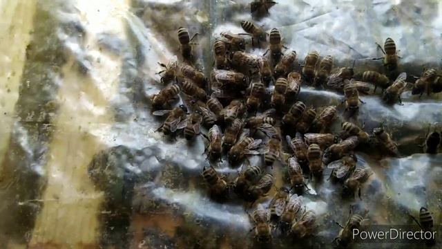 Контрольный осмотр пчёл перед зимовкой смотреть онлайн