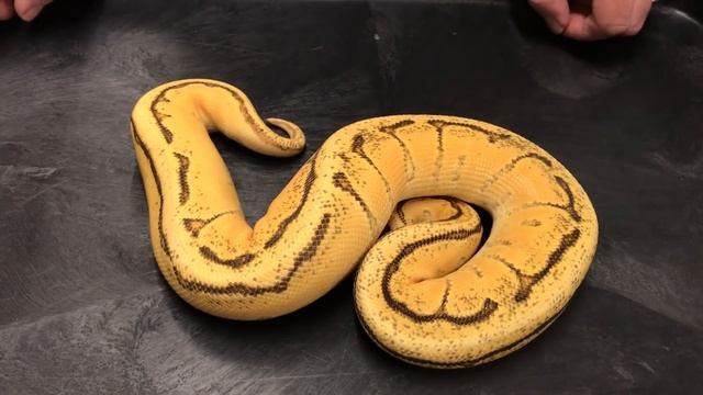 Ball Python Morphs #8 Orange Dreams and Super ODs!