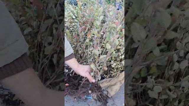 КИЗИЛЬНИК БЛЕСТЯЩИЙ , ИДЕАЛЬНАЯ ЖИВАЯ ИЗГОРОДЬ #кустарник #кизильникблестящий #кизильникфото