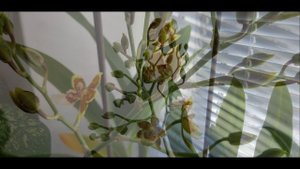 Как растет цветонос у Камбрии. Колманара Tropic Jungle.