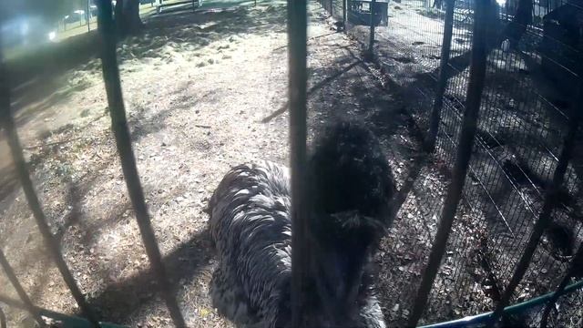 Страус Эму в вольере на берегу Катуни смотреть онлайн