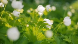 Христианская песня "Благословен тот дом"