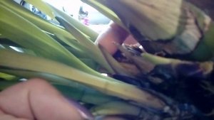 Цимбидиум Уход в домашних условиях Мой опыт