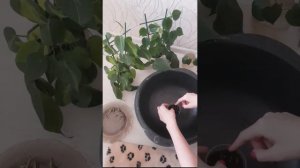 Посадка черенков Филодендрон Сканденс Бразил. Пересадка Филодендрон Сканденс Бразил.