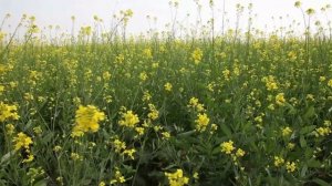 Горчица русская или коричневая. Она же черная.