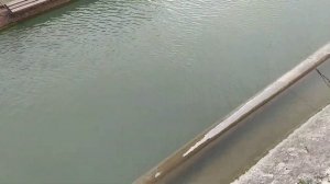 Обработка водоема известью вместе с рыбой