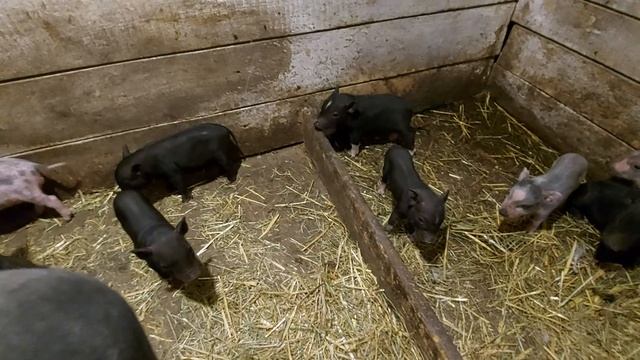 Железодефицитная анемия и Эймериоз поросят! Процедуры по графику! смотреть онлайн