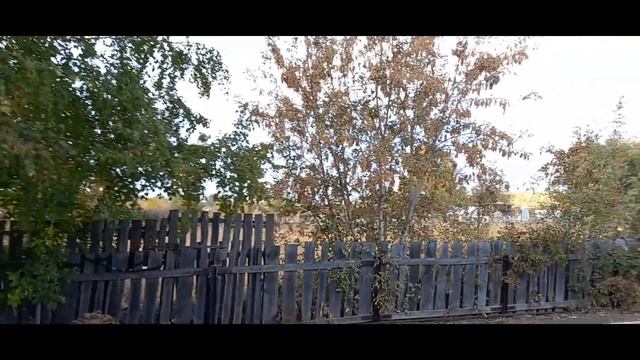 Это не капуста а РОЗЫ Дачный Финиш #ОбзорДачи  #Викадачарецепты#ДачаСадОгород #ЛюбимаяДача  #Цветни