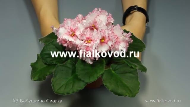 АВ-Бабушкина Фиалка смотреть онлайн