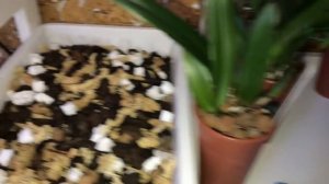 Оrchid cattleya, repotting. Oрхидеи. Пересадка каттлей, уже не подростки, май 2019.