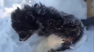 Люди спасли собаку