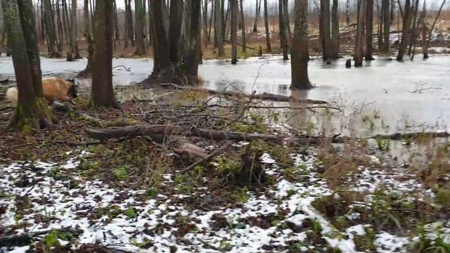 Недавний визит в бобровое царство. смотреть онлайн