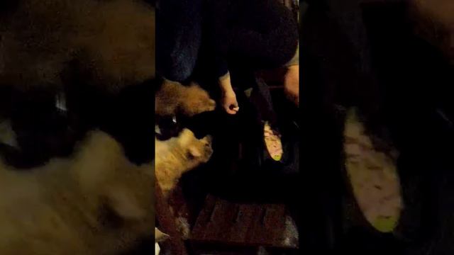 Щенки дворики, подобранные в Снт ищут дом. смотреть онлайн