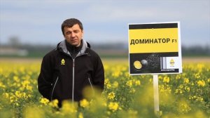 Доминатор  – устойчивость к вирусу пожелтения турнепса и фомозу