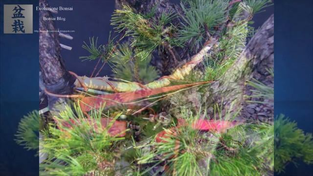 SummerNight: the birth! - Mountain pine Bonsai (Pinus mugo) by Alfredo Salaccione смотреть онлайн