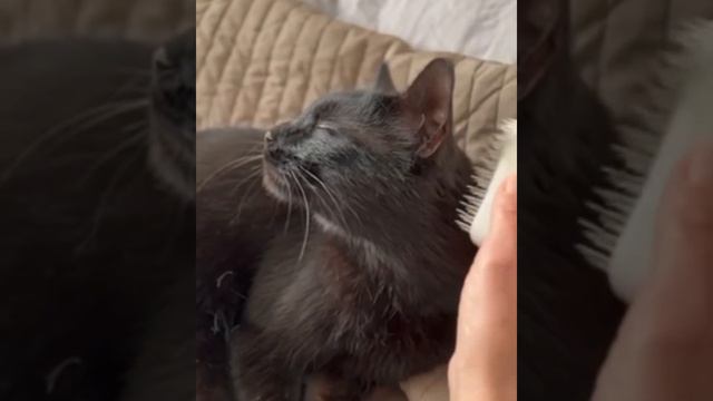 Лучшее🐱 Забавные видео о животных. Самые милые животные #animal #cute смотреть онлайн