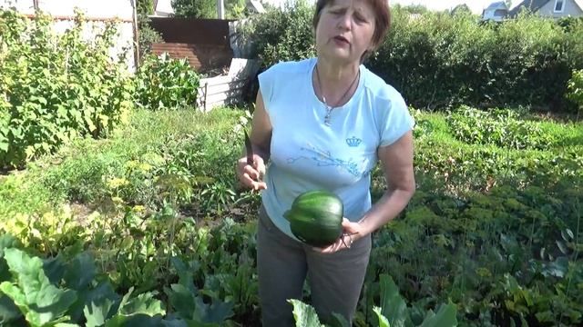 Новинки моих КАБАЧКОВ. МЯЧИК и ЖЕЛТОПЛОДНЫЙ. смотреть онлайн