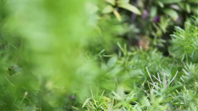 canon 500d sample video 3 смотреть онлайн