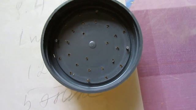 обновление гнездовых рамок у пчел в августе - часть 2 - прошло 11 дней смотреть онлайн