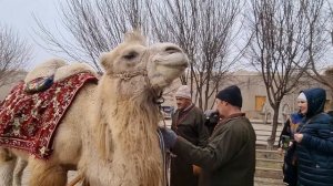 Узбекистан -Ургенч...Экскурсия Улли Ховли и семейство верблюдов!