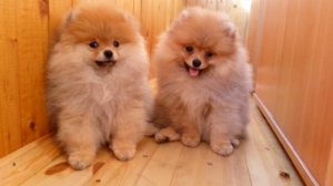 Щпиц. Щенки 3 месяца.