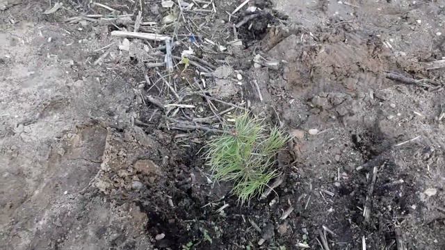 Посадка елочек на Шиесе. смотреть онлайн