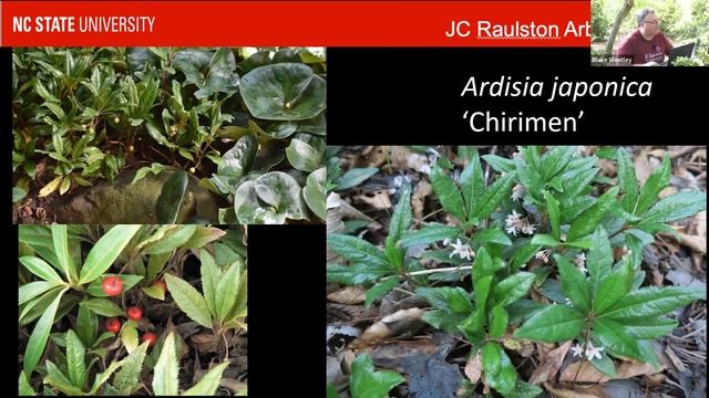 Deeper in the Garden - "Ardisia japonica - The Unsung Hero of the Shade Garden" смотреть онлайн