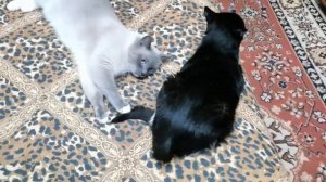 Прикольные коты. Коварный кусь.