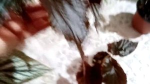 Бегонии тростниковые. Какие сорта поедут на выставку.